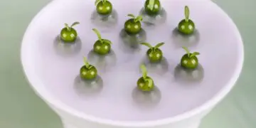 万味奇遇 · 春遇江南 ǀ 飨味溧阳
