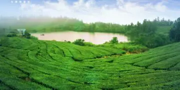 万豪旅享家专属时刻 带您体验宋式点茶，感悟自然平衡