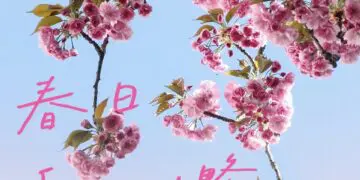 风递花信｜春日赏花攻略请查收