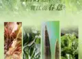时令臻味 春飨采悦 | SPRING SAVOR YUE