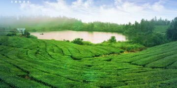万豪旅享家专属时刻 带您体验宋式点茶，感悟自然平衡